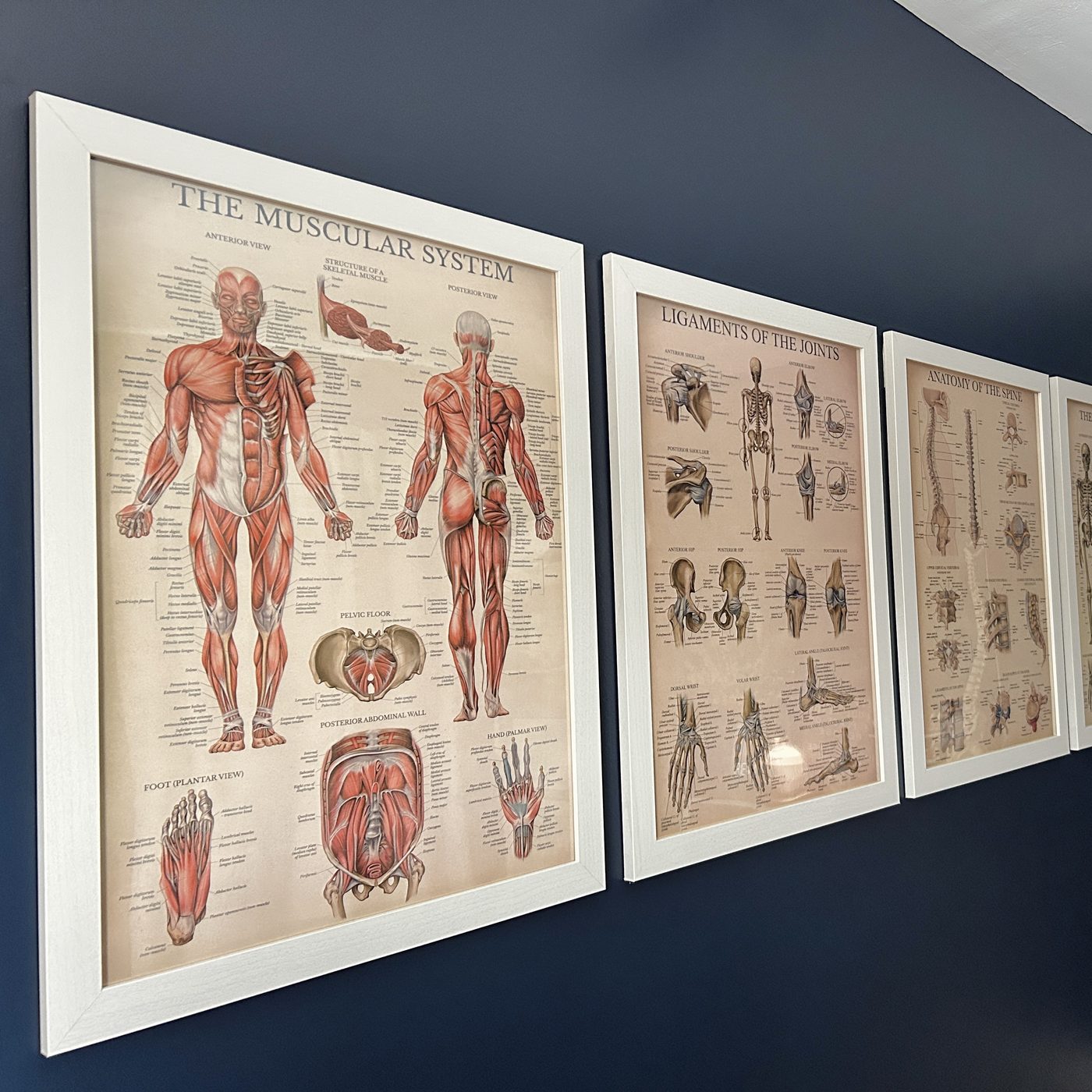 Anatomy reference charts in the treatment room
